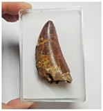 T77 - Serrated 2.20 Inch Carcharodontosaurus Dinosaur Tooth - Cretaceous KemKem