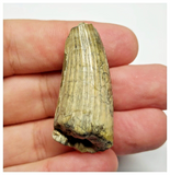 T25 - Rare Suchomimus tenerensis Dinosaur Tooth Lower Cretaceous Elrhaz Fm