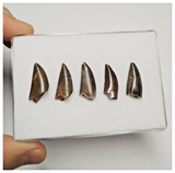 T204 - Set of 5 Finest Abelisaurid Dinosaur Teeth Upper Cretaceous KemKem Beds