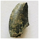 J47- Rare Eocarcharia dinops Dinosaur Tooth - Cretaceous Elrhaz Fm Tenere Desert