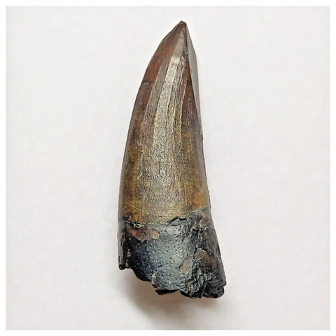 T276 - Rare Suchomimus tenerensis Dinosaur Tooth Lower Cretaceous Elrhaz Fm