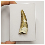 S36 - Awesome Suchomimus tenerensis Dinosaur Tooth Lower Cretaceous Elrhaz Fm