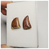 T196 - Set of 2 Finest Carcharodontosaurus Dinosaur Teeth - Cretaceous KemKem Beds