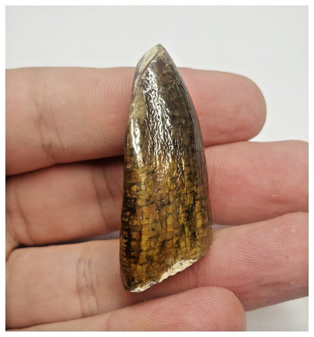 T70 - Rare Jobaria tiguidensis Sauropod Dinosaur Tooth Jurassic Tiouraren Fm