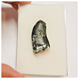 JS78 - Rare Afrovenator abakensis Megalosaurid Dinosaur Tooth Jurassic Tiouraren Fm