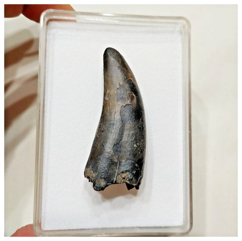 E3- Rare Eocarcharia dinops Dinosaur Tooth - Cretaceous Elrhaz Fm Tenere Desert