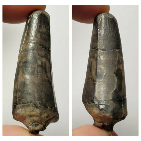 NI2- Rare 1.57'' Suchomimus tenerensis Dinosaur Tooth Lower Cretaceous Erlhaz Fm(143972408679)