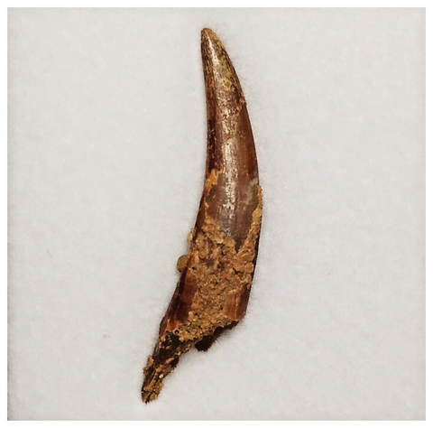 T180 - Nicely Preserved Pterosaur (Coloborhynchus) Tooth Cretaceous KemKem Beds