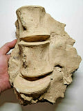 A22 & A30 9 Otodus obliquus Paleocene Shark Vertebra + 3 Elasmosaur Huge Vertebra Bones In Matrix - Order 143935055130