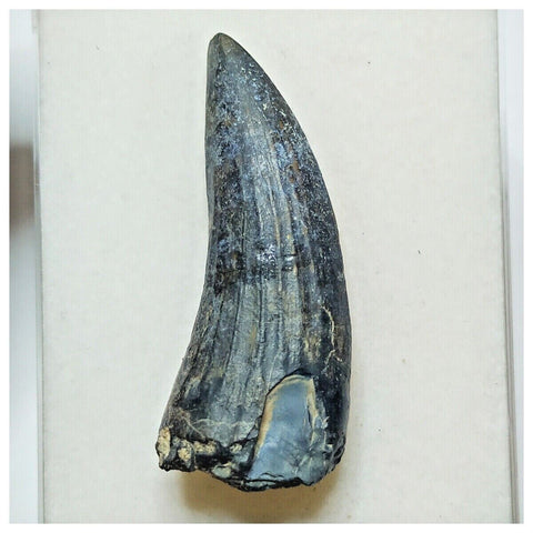 JS39 - Rare Suchomimus tenerensis Dinosaur Tooth Cretaceous Elrhaz Fm Tenere Desert