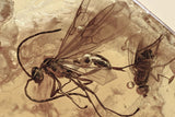 J55 - Great WINGED ANT & FLY Fossil Inclusion Genuine BALTIC AMBER + HQ Picture
