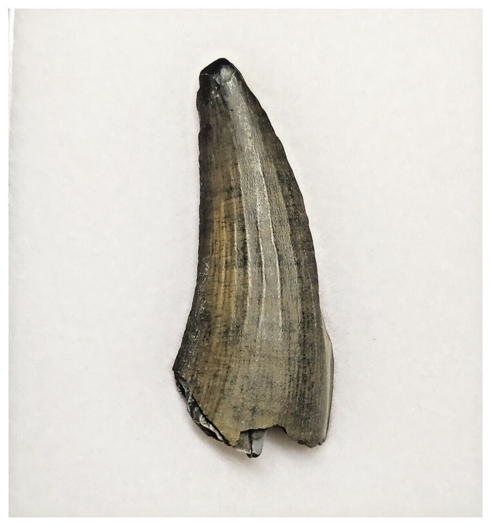 T224 - Rare Suchomimus tenerensis Dinosaur Tooth Lower Cretaceous Elrhaz Fm