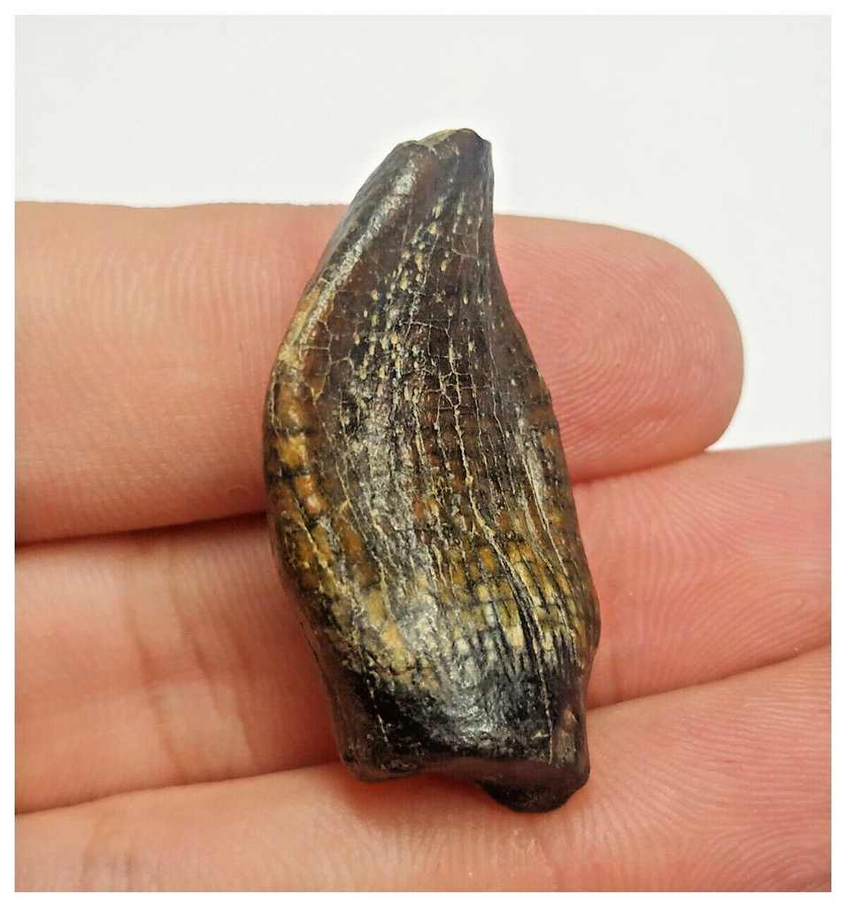 T85 - Rare Jobaria tiguidensis Sauropod Dinosaur Tooth Jurassic Tiouraren Fm