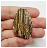 T41 -Exceedingly Rare Unidentified Basal Iguanodontian Dinosaur Tooth - Cretaceous Elrhaz Fm