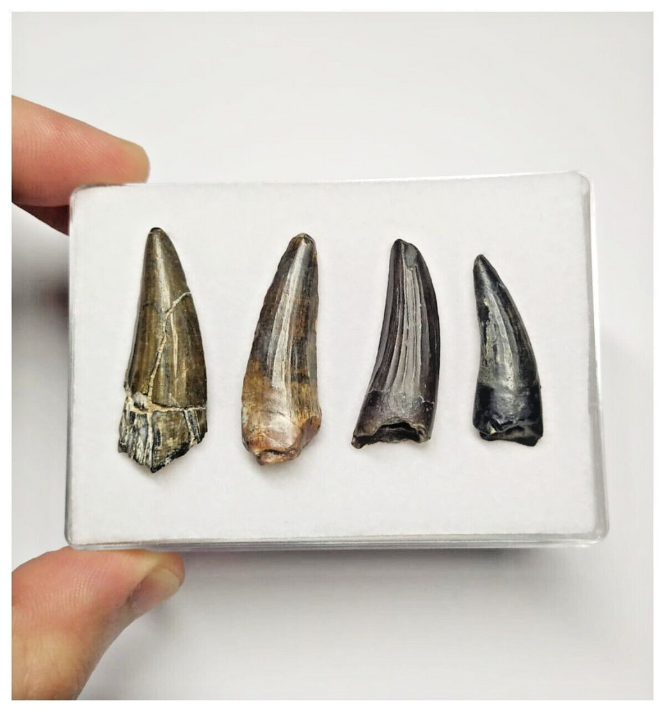 T39 - Set of 4 Suchomimus tenerensis Dinosaur Teeth Lower Cretaceous Elrhaz Fm