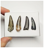 T39 - Set of 4 Suchomimus tenerensis Dinosaur Teeth Lower Cretaceous Elrhaz Fm