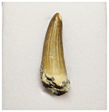 T21 - Rare Suchomimus tenerensis Dinosaur Tooth Lower Cretaceous Elrhaz Fm