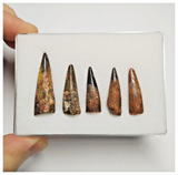 T187 - Set of 5 Nice Pterosaur (Coloborhynchus) Teeth Cretaceous KemKem Beds