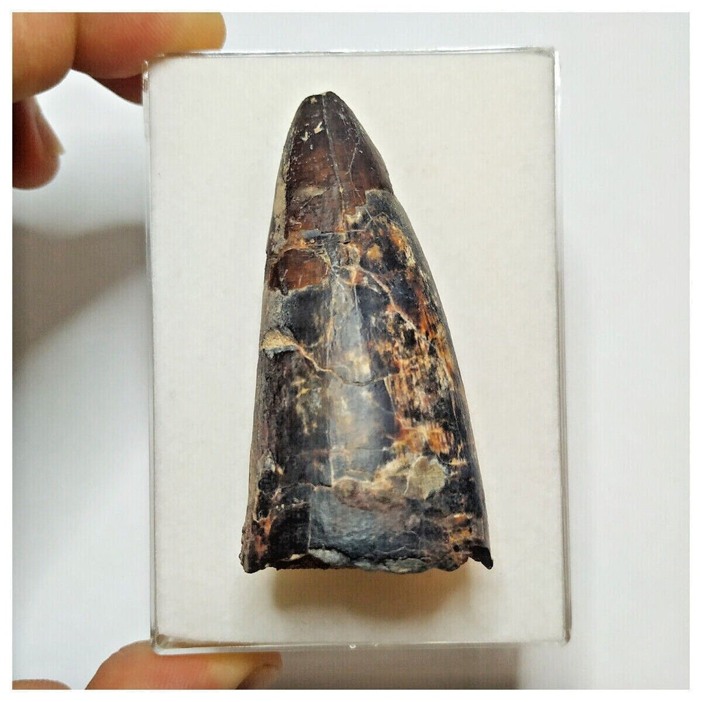 JS31 - Huge Sarcosuchus imperator Crocodile Tooth Lower Cretaceous Elrhaz Fm