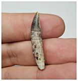 T34 - Unique Rare Rooted Undescribed Theropod Dinosaur Tooth Jurassic Tiouraren Fm