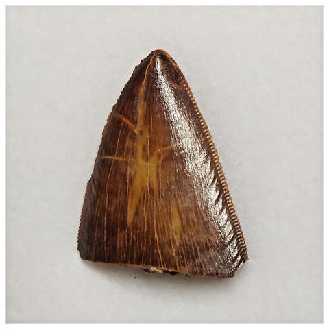 T205 - Finest Grade Carcharodontosaurus Dinosaur Tooth - Cretaceous KemKem Beds