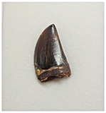 T76 - Finest Grade Dark Carcharodontosaurus Dinosaur Tooth - Cretaceous KemKem