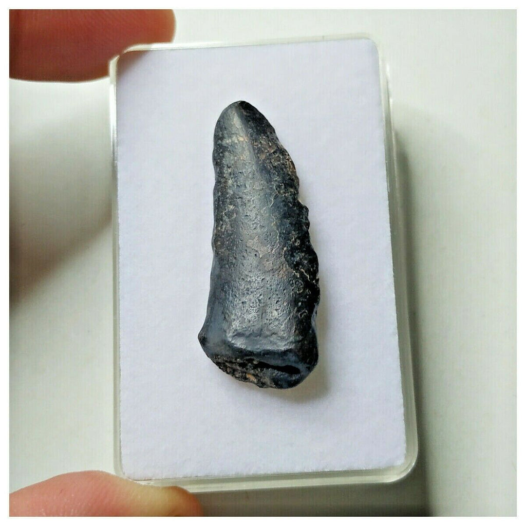 S26 - Kryptops palaios Abelisaurid Theropod Dinosaur Tooth Cretaceous ...