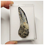 T17 - Rare Suchomimus tenerensis Dinosaur Tooth Lower Cretaceous Elrhaz Fm