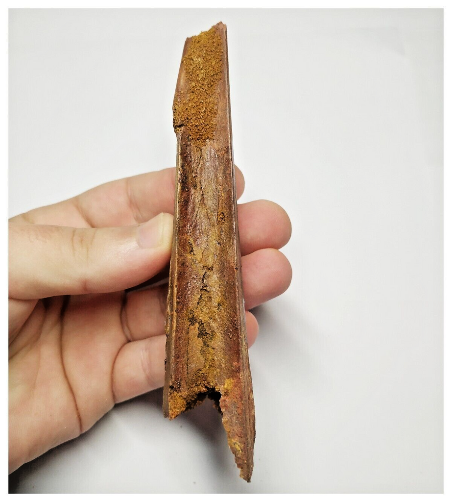 T155 - Rare 5.03'' Alanqa saharica Cretaceous Azhdarchid Pterosaur Den ...