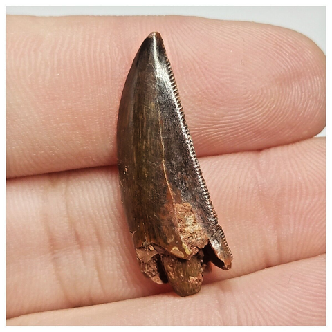 T106 - Finest Grade 1.06 Inch Abelisaurid Dinosaur Tooth Upper Cretaceous KemKem