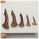 T183 - Set of 5 Nicely Preserved Onchopristis numidus Sawfish Rostral Teeth Upper Cretaceous KemKem