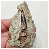 F23 - Unusual 1.92'' Spinosaurus Dinosaur Tooth in Matrix Upper Cretaceous Talsint