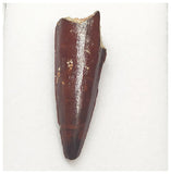 T112 - Finest Grade 1.69'' Red Spinosaurus Dinosaur Tooth Cretaceous KemKem Beds