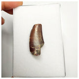 T242- Rare Eocarcharia dinops Dinosaur Tooth Cretaceous Elrhaz Fm Tenere Desert