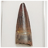 T206 - Finest Grade 1.92'' Red Spinosaurus Dinosaur Tooth Cretaceous KemKem Beds