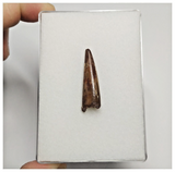 T170 - Nicely Preserved Pterosaur (Coloborhynchus) Tooth Cretaceous KemKem Beds