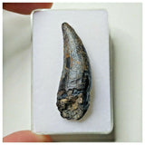 S7 - Exceedingly Rare Suchomimus tenerensis Dinosaur Tooth - Elrhaz Fm - Niger