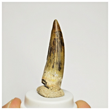 S40 - Finest Grade Suchomimus tenerensis Dinosaur Tooth Lower Cretaceous Elrhaz Fm