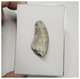 JS145 - Rare Eocarcharia dinops Dinosaur Tooth Cretaceous Elrhaz Fm Tenere Desert