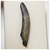 W15 - Top Rare Ornithocheirid Pterosaur Tooth - Lower Cretaceous - Elrhaz Fm