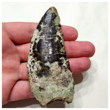 F9 - Rare 3.34'' Black Carcharodontosaurus Dinosaur Tooth Upper Cretaceous Talsint