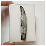 W7 - Rare Rooted Suchomimus tenerensis Dinosaur Tooth Lower Cretaceous Elrhaz Fm