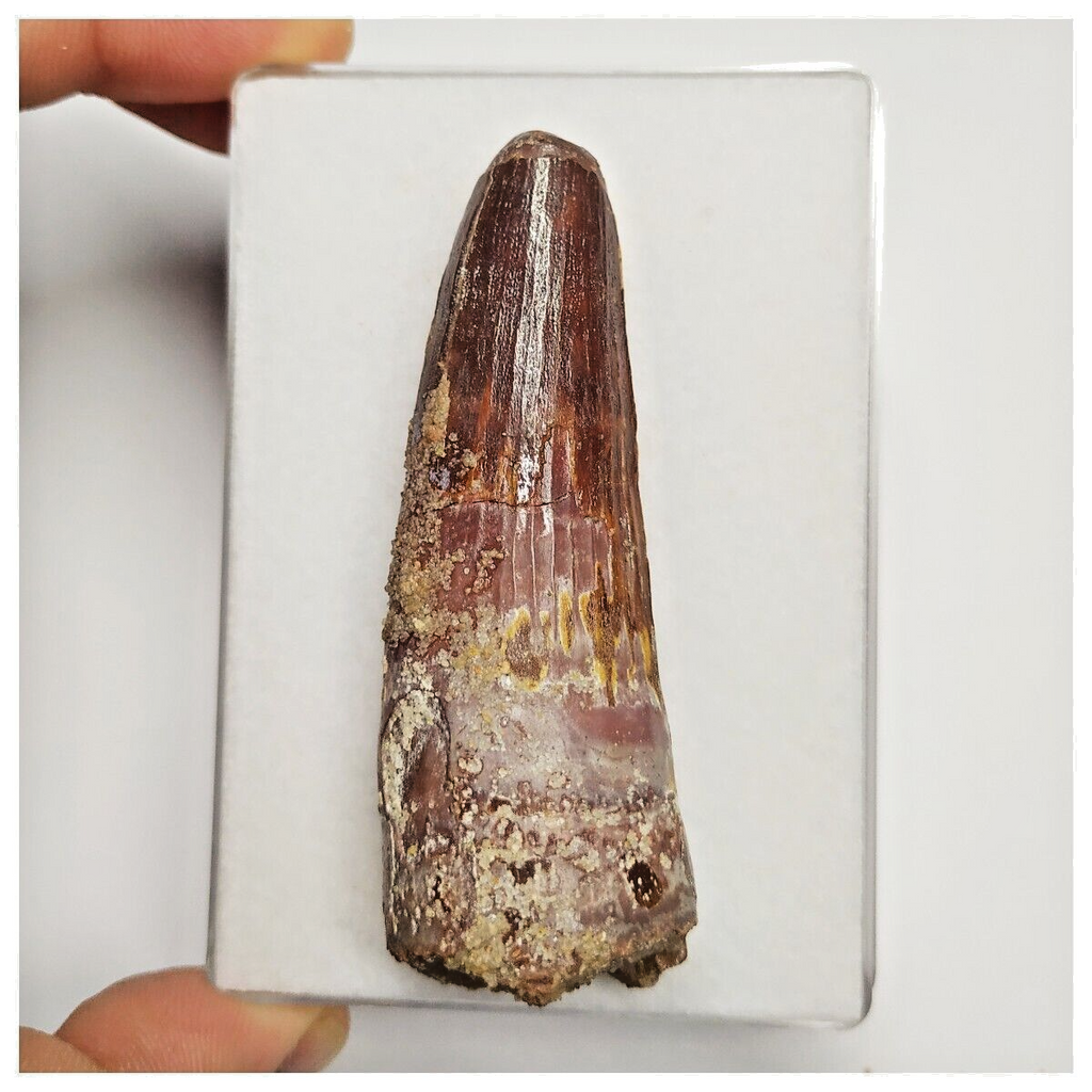 T222 - Great 2.71'' Red Spinosaurus Dinosaur Tooth Cretaceous KemKem Beds