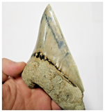 T128 - Finest Quality Serrated 4.40'' Megalodon Tooth from Rare Indonesia Location