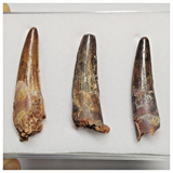T219 - Set of 3 Finest Grade Spinosaurus Dinosaur Teeth Cretaceous KemKem Beds