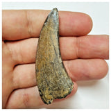 W4 - Rare Eocarcharia dinops Dinosaur Tooth - Cretaceous Elrhaz Fm Tenere Desert