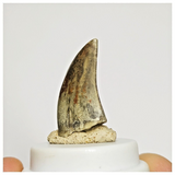 S41 - Eocarcharia dinops Dinosaur Tooth - Cretaceous Elrhaz Fm Tenere Desert