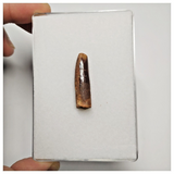 T240- Finest Quality Rebbachisaurus garasbae Diplodocoid Sauropod Dinosaur Tooth