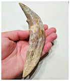 G52 - Top Rare Huge 5.82'' Basilosaurus (Whale Ancestor) Incisor Rooted Tooth