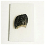 J12 - Spinophorosaurus nigeriensis Sauropod Dinosaur Tooth Jurassic Irhazer Fm